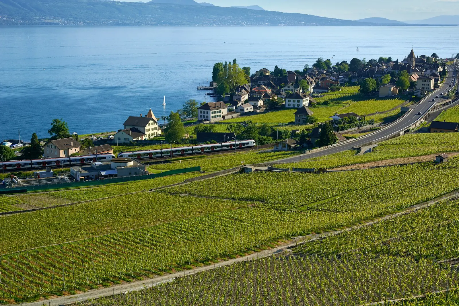 un champ avec des arbres avec une vue sur lausanne